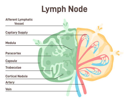 Lymph node. Human lymphatic system vessel. Lymphatic fluid filtration