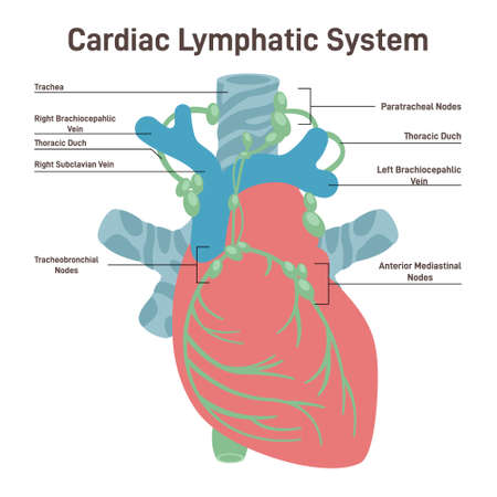 Cardiac lymph node. Fluid exchange, body defense from infectionのイラスト素材