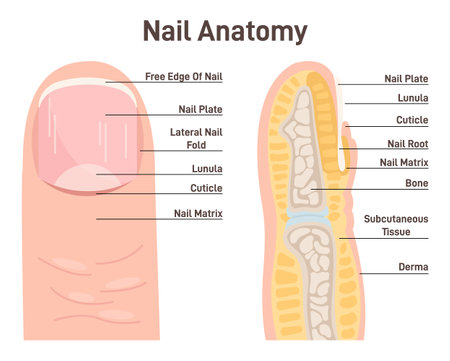Nail anatomy. Cross-section finger and nail structure. Fingertip side schemeのイラスト素材