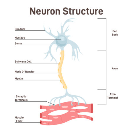 Neuron structure. Nerve cell, main part of the human nervous systemのイラスト素材