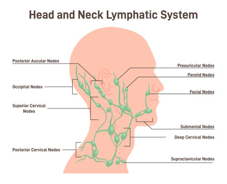 Head and neck lymph node. Fluid exchange, body defense from infectionのイラスト素材