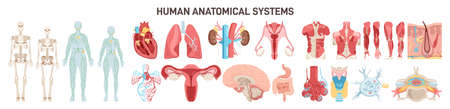 Human body different anatomical systems organs and structures.のイラスト素材