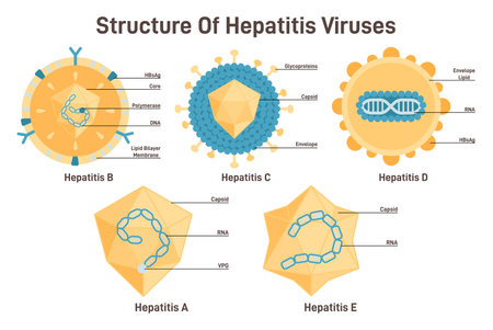 Hepatitis viruses set. Structure of hepatitis A, B, C, D, E viruses with partsのイラスト素材