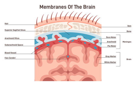 Meninges structure. Protective membranes covering the brain, duraのイラスト素材