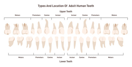 Types of adult human teeth set. Human dental systemのイラスト素材