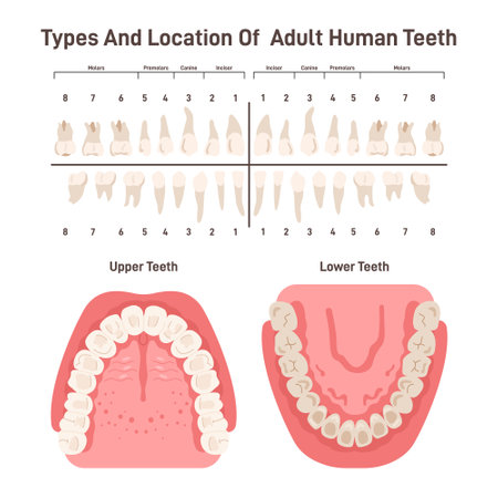 Types and location of adult human teeth. Oral cavity, human dental system