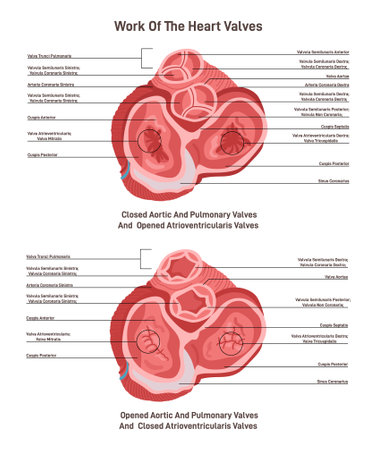 Transverse section of human heart. Heart aortic, pulmonaryのイラスト素材
