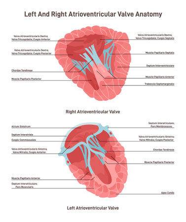 Transverse section of human heart. Left and right atrioventricularのイラスト素材