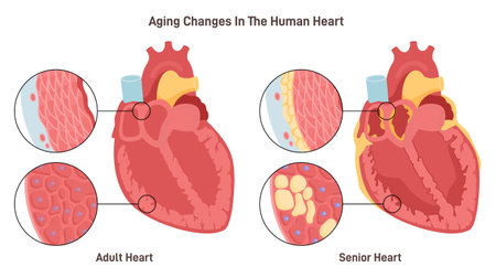 Aging changes in the human heart. Adult and senior heart comparingのイラスト素材