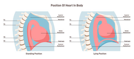 Human heart location in standing and lying position. Side viewのイラスト素材