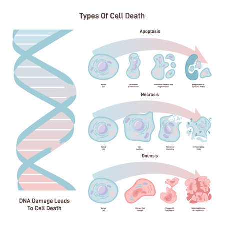 Cell death types: general differences between cell death processes.のイラスト素材