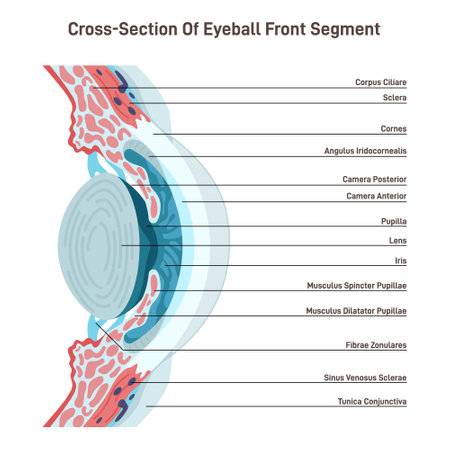 Human eye anatomy. Human vision organ close up cross sectionのイラスト素材