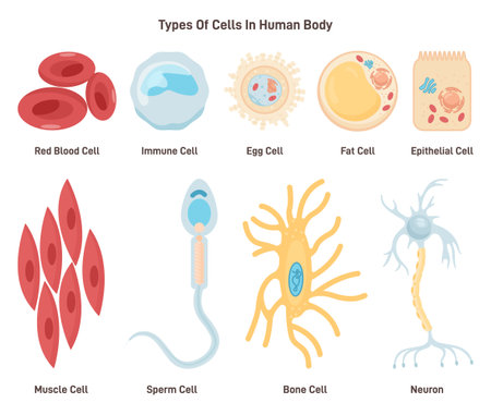 Types of cells in human body. Labeled inner human organ tissue part.のイラスト素材