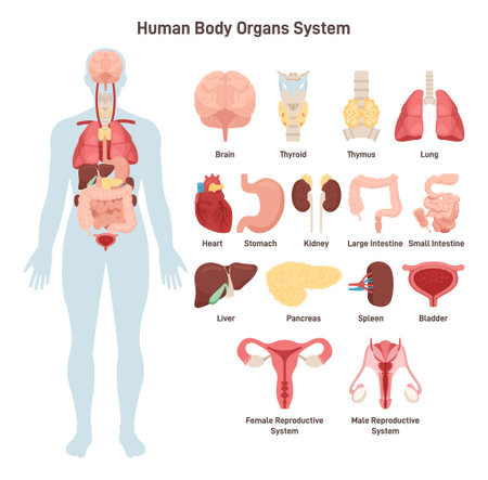 Human body anatomy. Cardiovascular, respiratory, digestive, urinaryのイラスト素材