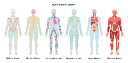 Human body systems set. Anatomical educational banner. Cardiovascular,のイラスト素材