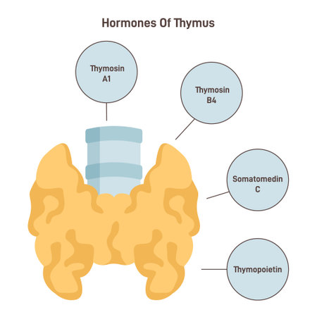 Thymus hormones. Endocrine system organ producing hormonesのイラスト素材
