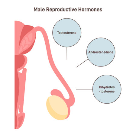 Male reproductive hormones. Human endocrine system organ producingのイラスト素材