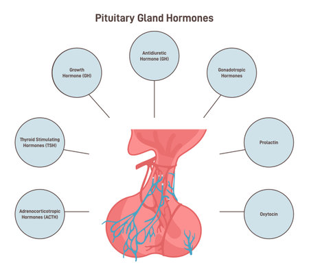 Pituitary gland hormones. Endocrine system organ located at the baseのイラスト素材