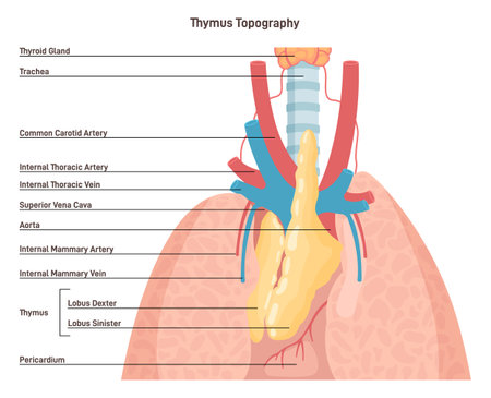 Thymus anatomy and blood supply. Primary lymphoid organ of the humanのイラスト素材