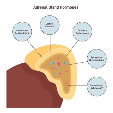 Adrenal cortex hormones. Human endocrine system gland on the topのイラスト素材