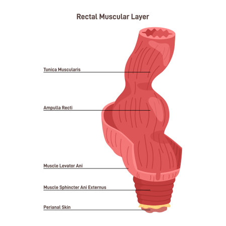 Rectum muscular strucutre. Perineal area skin, anal canal and sphincterのイラスト素材