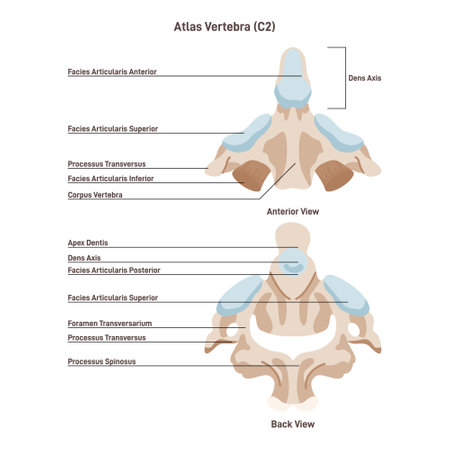 Axis. The second cervical vertebra of a spine. Front and back viewのイラスト素材