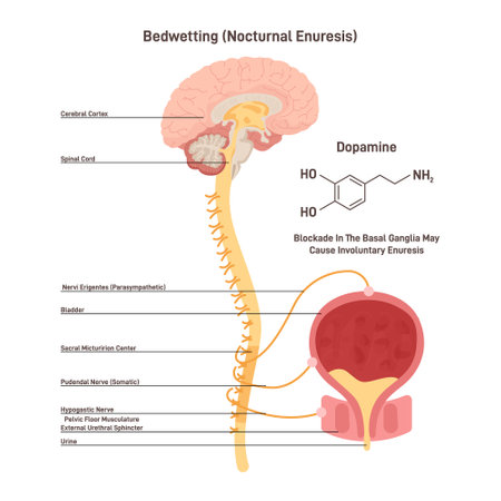 Nocturnal enuresis or bedwetting. Involuntary urination in adulthoodのイラスト素材