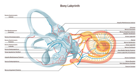 Bony labyrinth. Middle ear capsule: the vestibule, the semicircularのイラスト素材