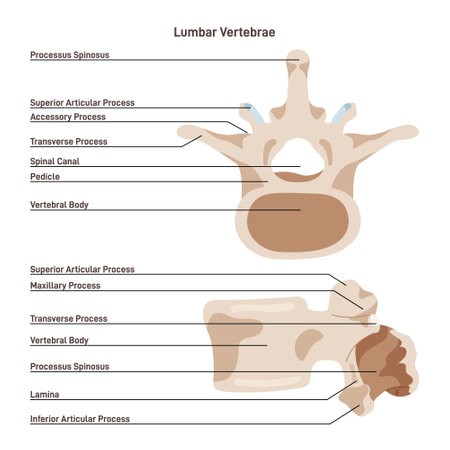 Lumbar vertebra. The largest segments of the vertebral columnのイラスト素材