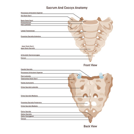 Sacrum and coccyx. Spinal bone structure. Inferior part of the spinal columnのイラスト素材