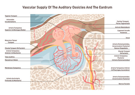 Auditory ossicles and eardrum blood supply. Middle ear cavity veinsのイラスト素材