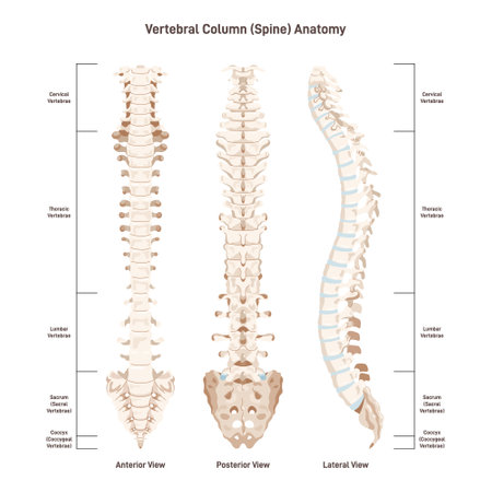The human spine. Vertebral column sites. Anterior, posterior and lateralのイラスト素材