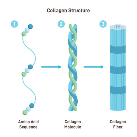 Collagen structure. Amino acid sequence chain form three polypeptidesのイラスト素材