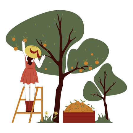 Woman or girl picking ripe fruits from orange tree. Female farmer standing on a ladder collecting harvest in rural countryside garden. Orange orchard. Flat vector illustrationのイラスト素材