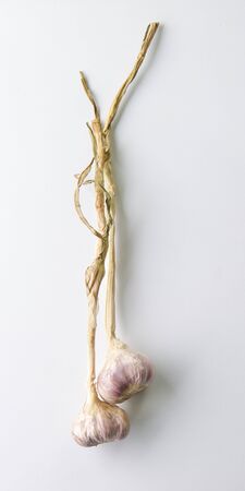 Garlic isolated on white backgroundの写真素材