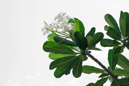 White plumeria isolated on white backgroundの写真素材