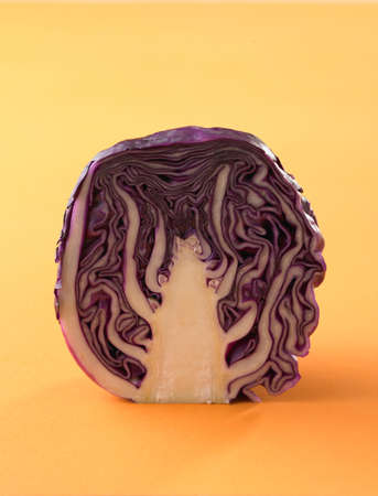 Purple cabbage on yellow backgroundの写真素材