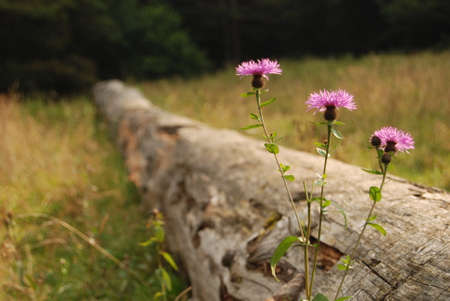 wildflowers in a meadow with a logの写真素材