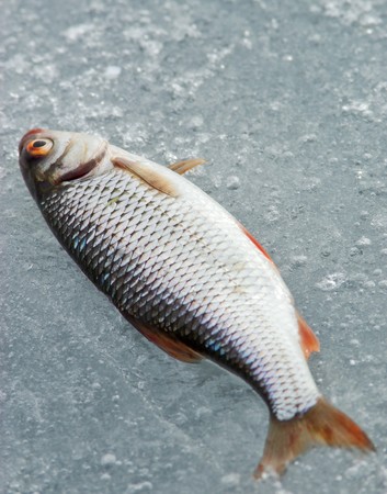 Ice Fishing Catch