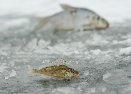 Winter fishing catch. Big and small fish contrastの写真素材
