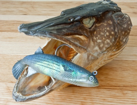 Fishing trophy with lureの写真素材