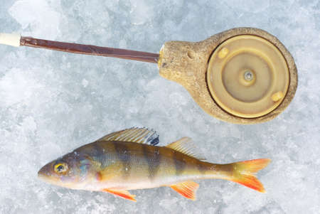 perch fish with rod on blue iceの写真素材