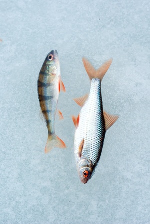 perch fish and roach ice. winter leisure theme