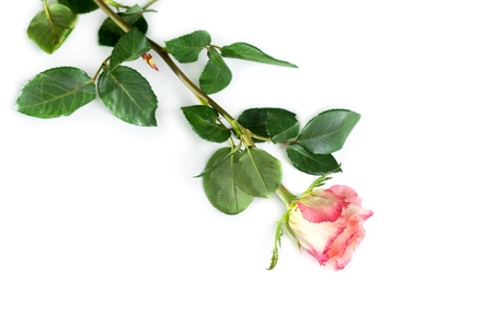 one red rose isolatedの写真素材