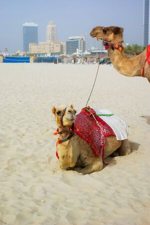 Camel on Jumeirah Beachの写真素材