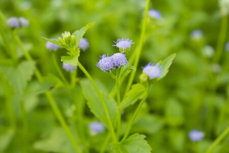 Beautiful Purple flower and green leaves backgroundの写真素材