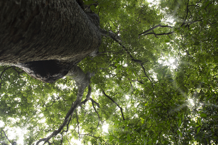Big tree in the green forest with angle views ants eyes viewsの写真素材