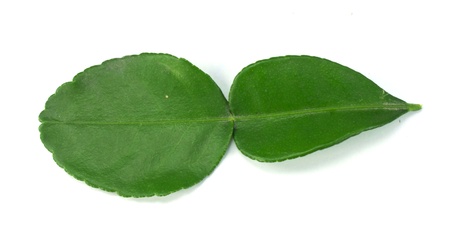 kaffir