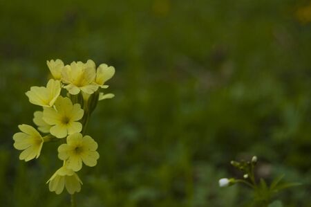 A wild spring flower of light-green color is on a green grass background.の写真素材