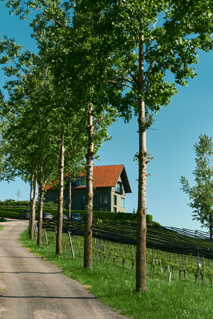Scenic vineyard road in SÃ¼dsteirische WeinstraÃe, Austria, with trees lining the left side and a charming red-roofed house visible in the distance. Perfect for travel, nature, andの写真素材